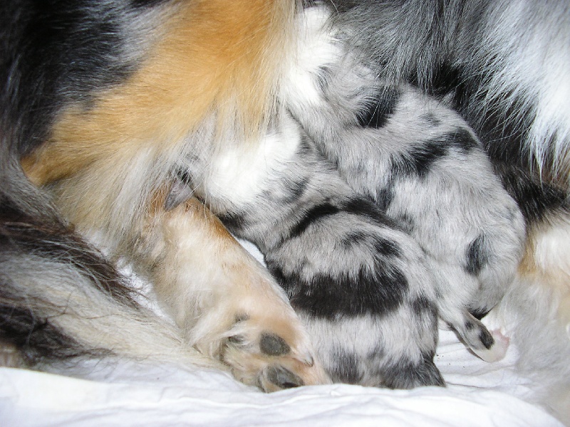 Les petits