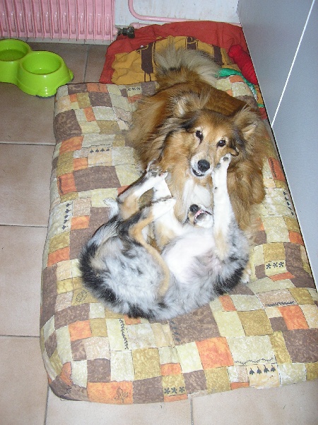 Nos chiens