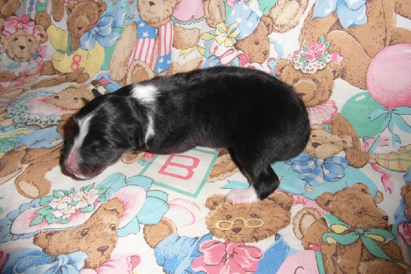 Du Jardin Des Mauves - Shetland Sheepdog - Portée née le 23/05/2014